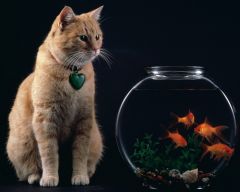 Tapeta Annimals 253.jpg